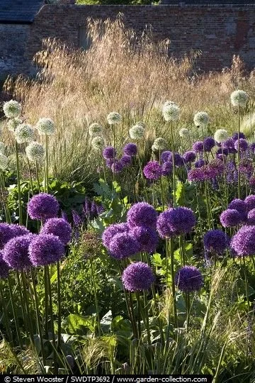 Allium heaven - with grass in background_ Nice and….jpeg