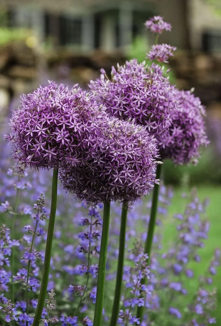 Allium Magic in Full Bloom.jpeg