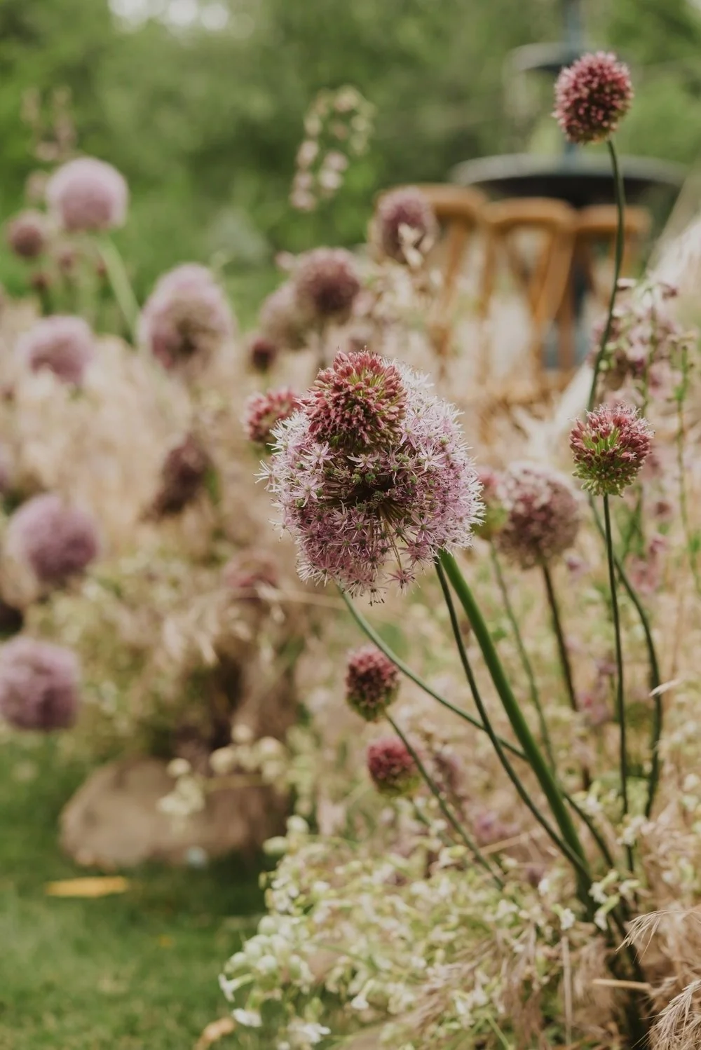 allium.jpg