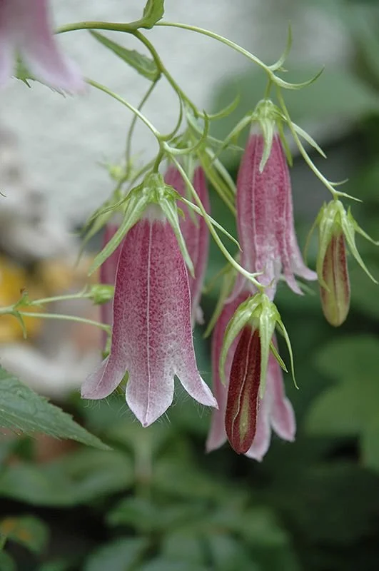 Elizabeth Spotted Bellflower (Campanula punctata 'Elizabeth') at Weston Nurseries (1).jpeg