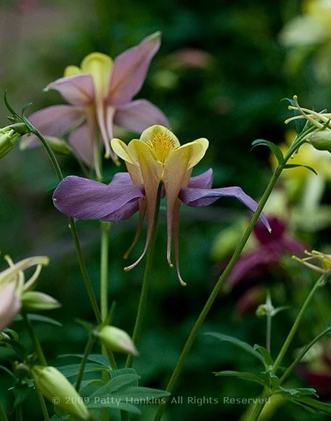 columbine_ so easy to grow.jpeg