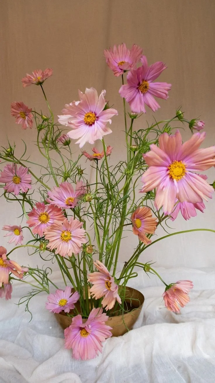 cosmos arrangement.jpg