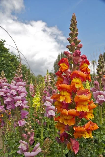 snapdragon field.jpg