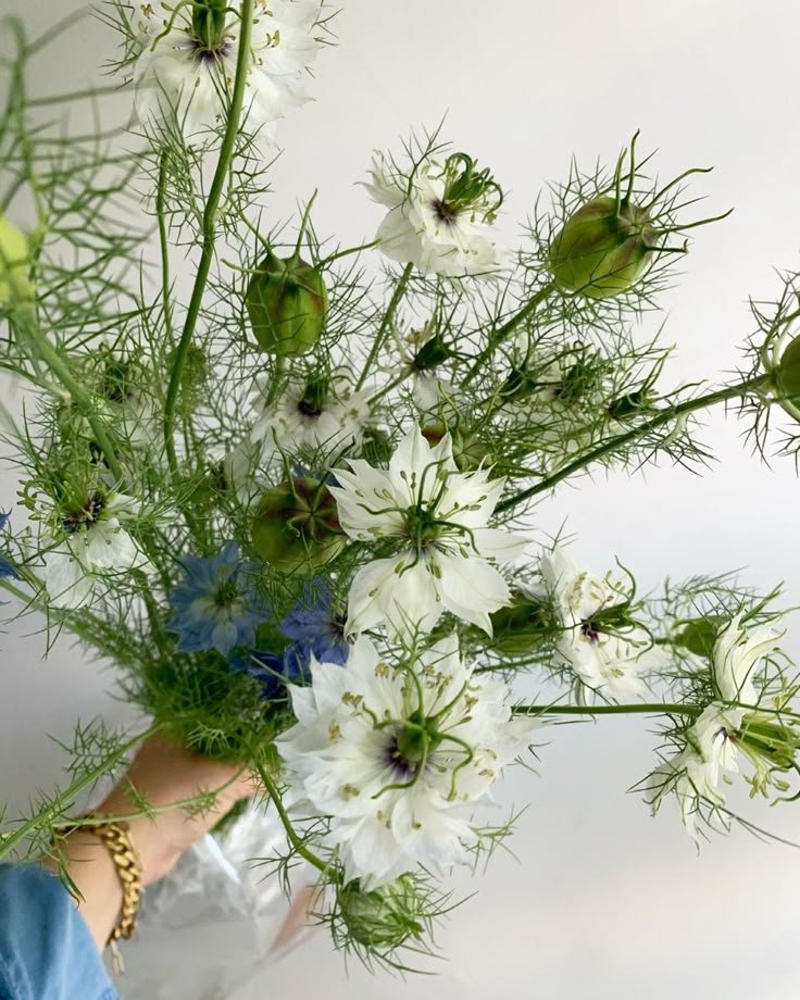 nigella bou.jpg