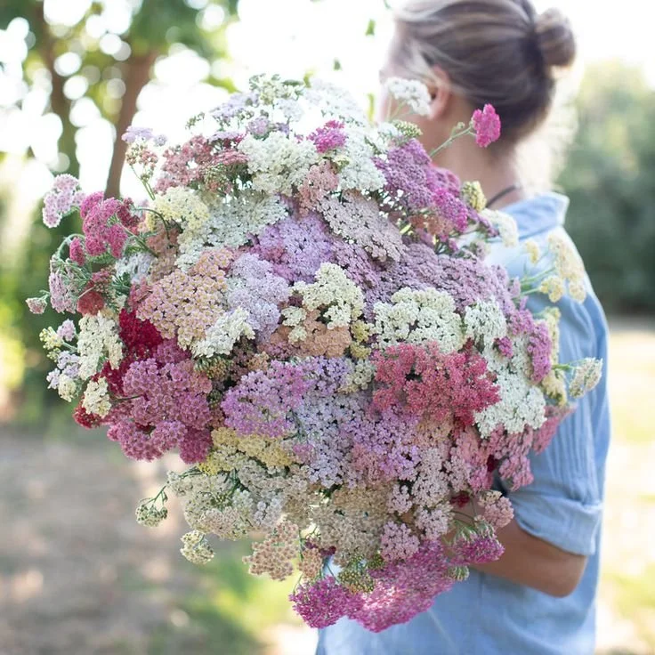yarrow bou.jpg