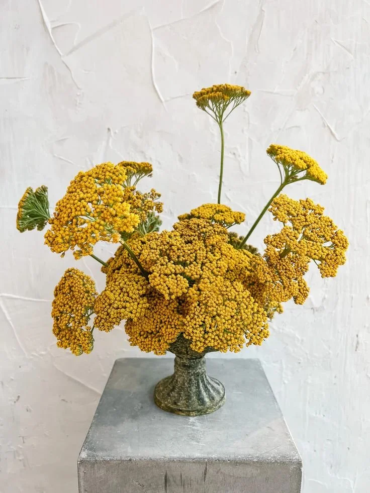 yarrow2.jpg