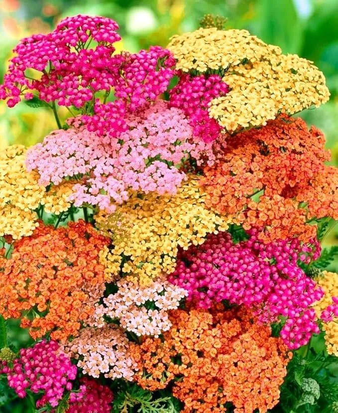 yarrow.jpg