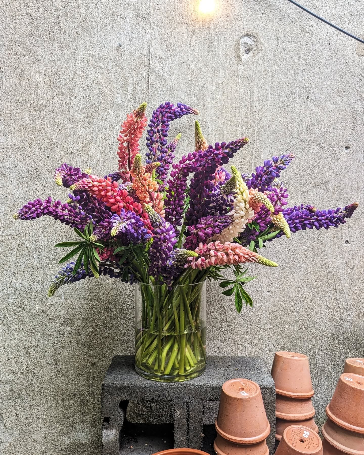 Lupines getting promoted to the grid because... Well, it's obvious isn't it? 

Our flower bar is totally loaded for the long weekend! 
We're open 11-6 today, Saturday, Sunday aaaaaand Memorial Day Monday! 

Don't sleep on it! 

Thanks @gardenstateflo