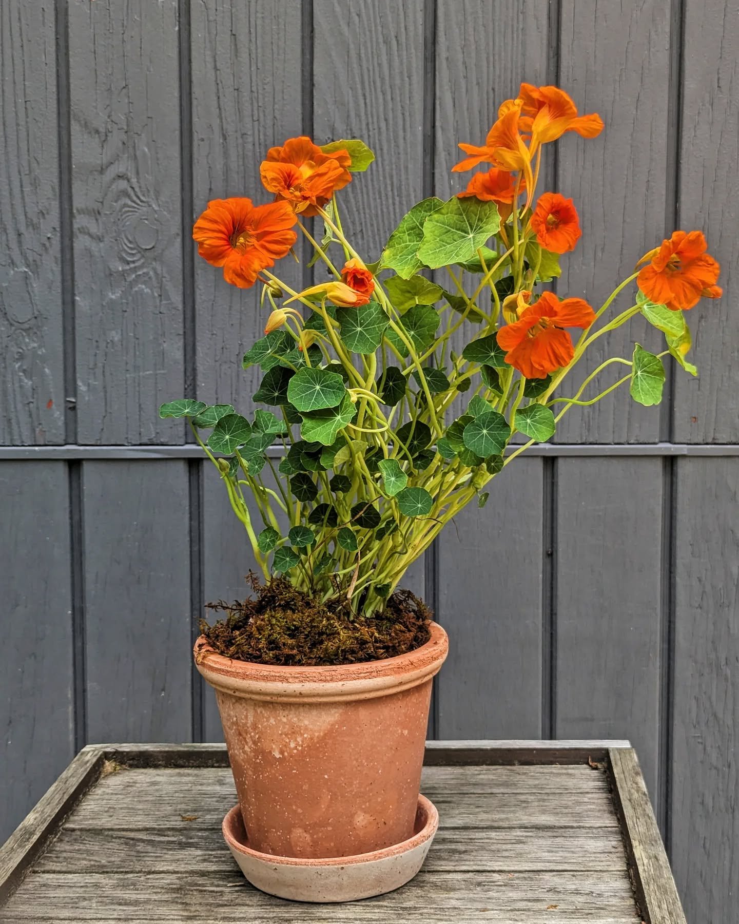 I mean, nothing beats nasturtium, but I love it paired in @bergspotter Flora Pots (duh)

Changing it up for centerpieces this weekend with dressed up potted annuals in @bergspotter and it feels soooo right

#styledwithbergs