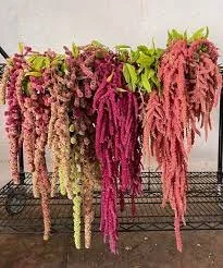 amaranthus1.jpeg
