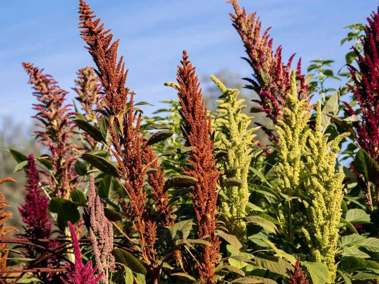 amaranthus-varieties-5088865-hero-a3a38f8772e8453f9f7854454c5d3f52.jpg