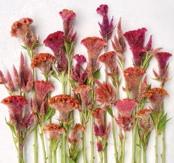 celosia.jpg