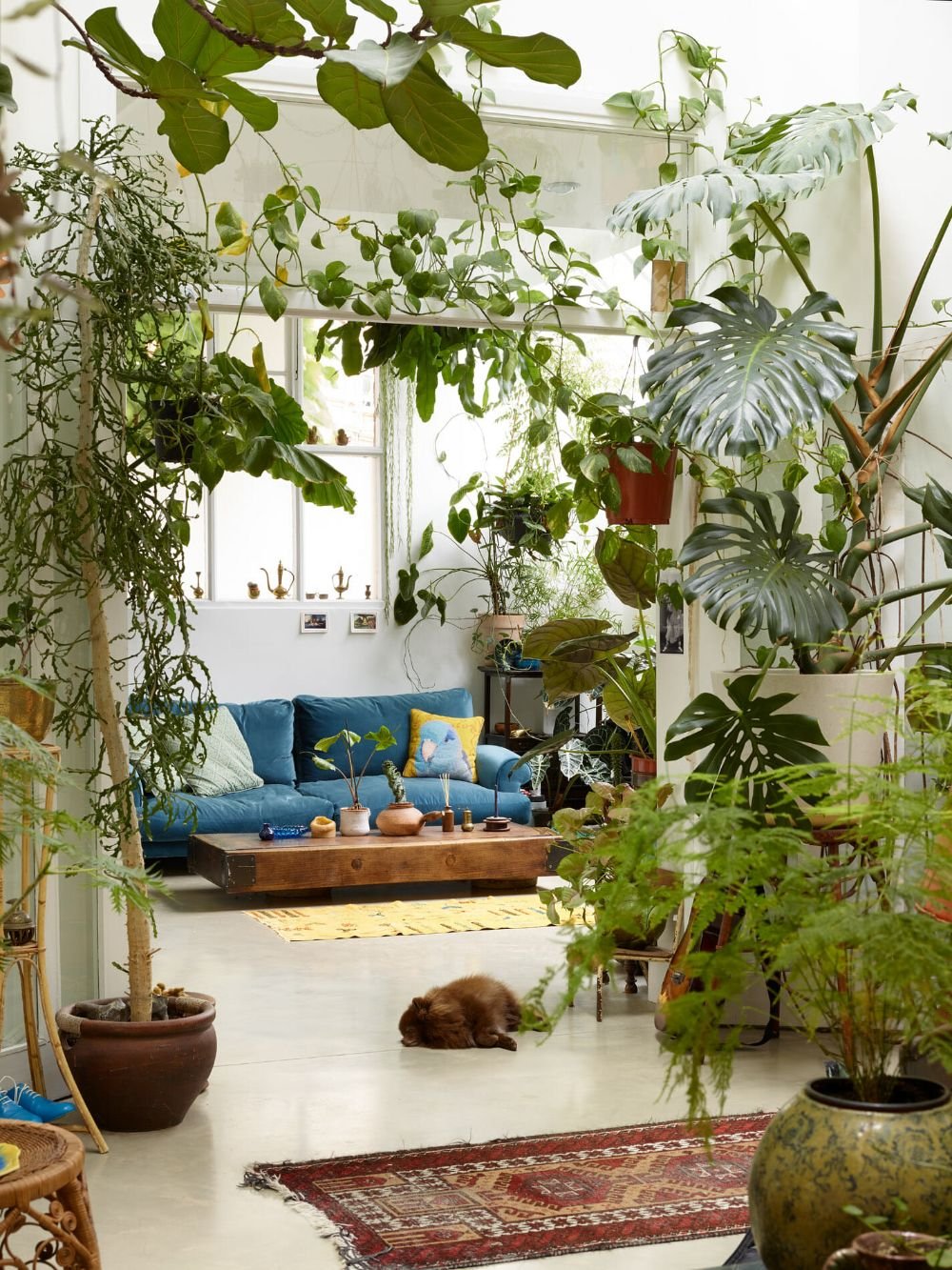 Caring for Houseplants in the Heat: Your Seasonal Summer Shift