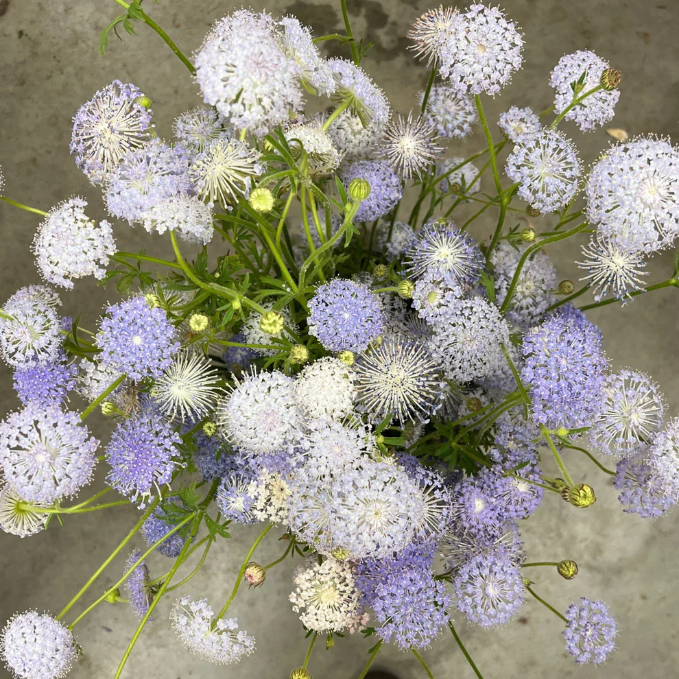 Didiscus-_E2_80_98Lacy-Lavender-Blue-2.webp