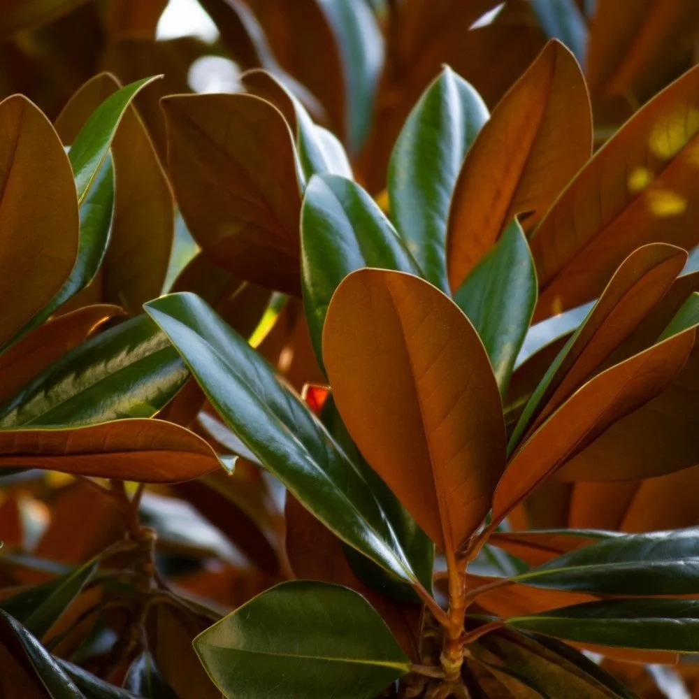 Ornamental Trees.jpg