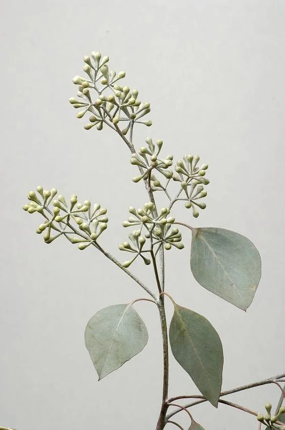 glavanderwoude.jpg