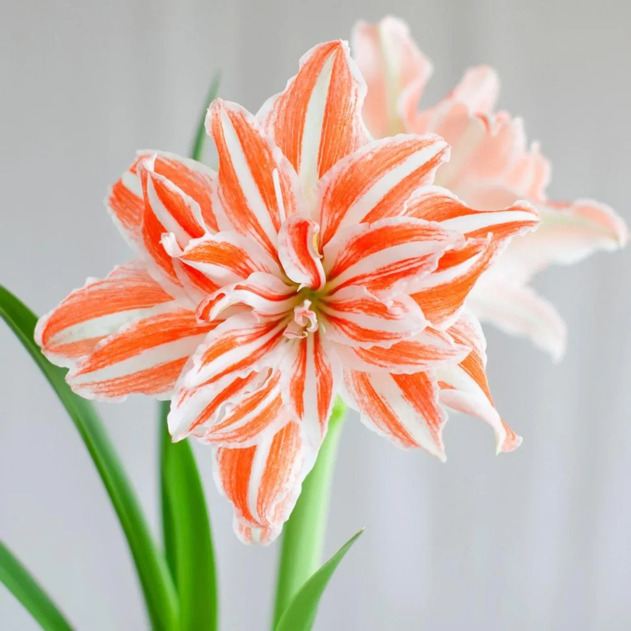 amaryllis.webp