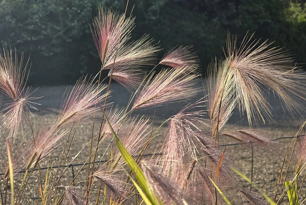 gras5.jpg