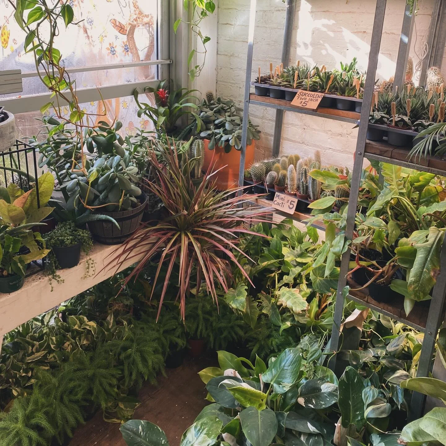 Keep on growing 🌱 Green gifts that keep on giving with spring blooming Amaryllis, Narcissus Paperwhite bulbs, Foragers Galley Mushroom Kits and our plant subscription service! 

Amaryllis and Paperwhites flower exactly when they&rsquo;re so desperat