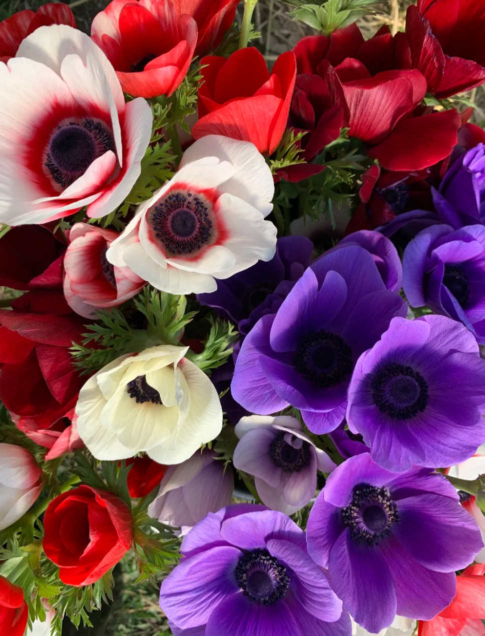 Screenshot 2025-12-29 120531.png