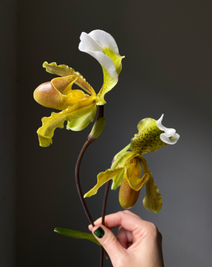 Screenshot 2025-12-29 123034.png