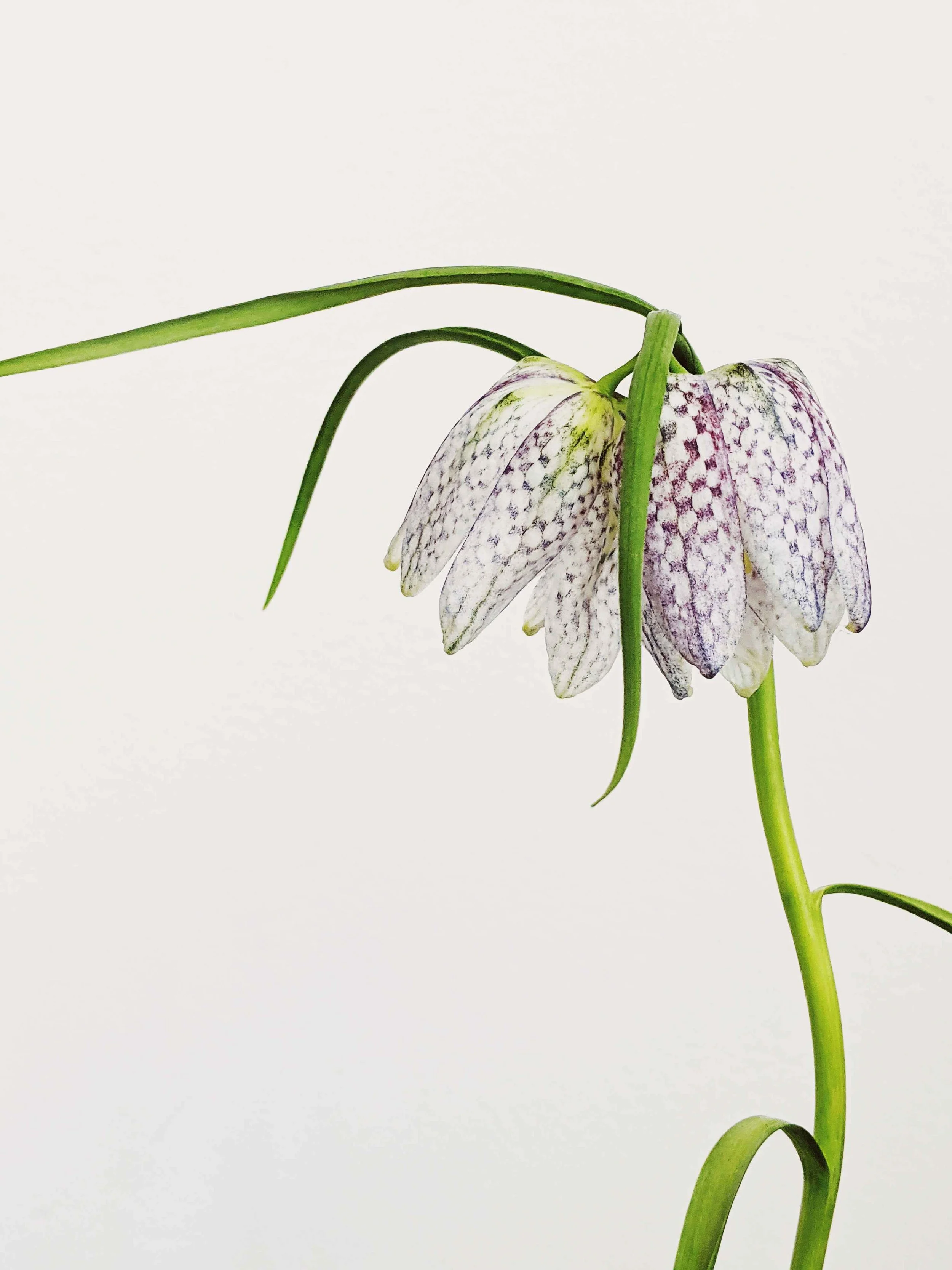 The February Edit: What’s Blooming Now