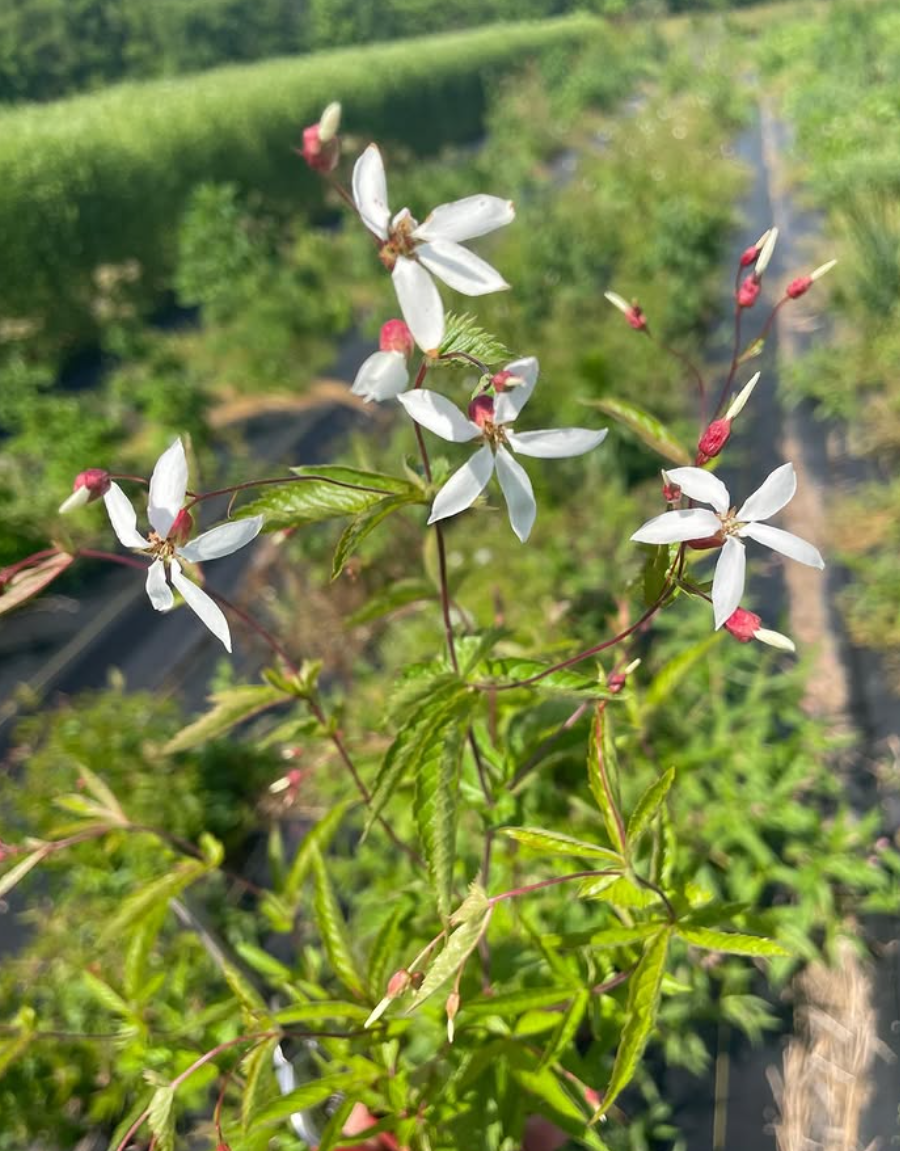  Dainty gaura growing fresh from the ground 