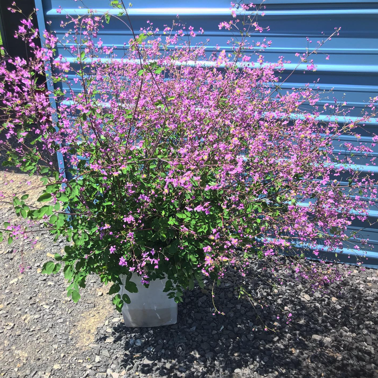  Sunlit Bush full of bright pink flowers 
