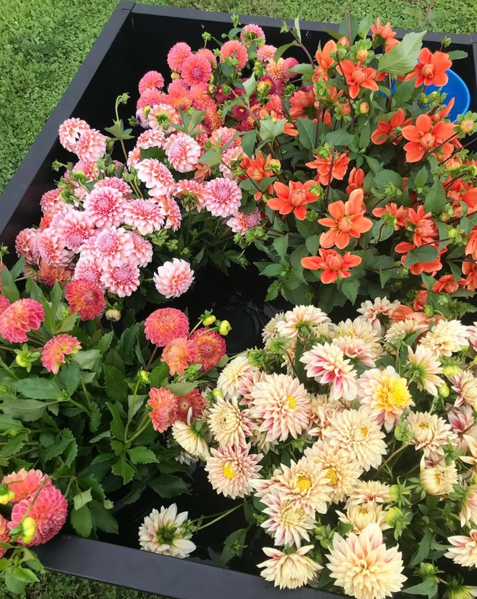  Variety of organic, colorful blooms in the back of cart  