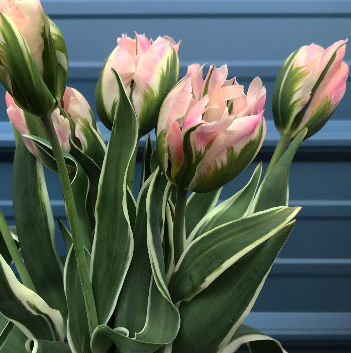  Bold pink and green flowers getting ready to bloom 