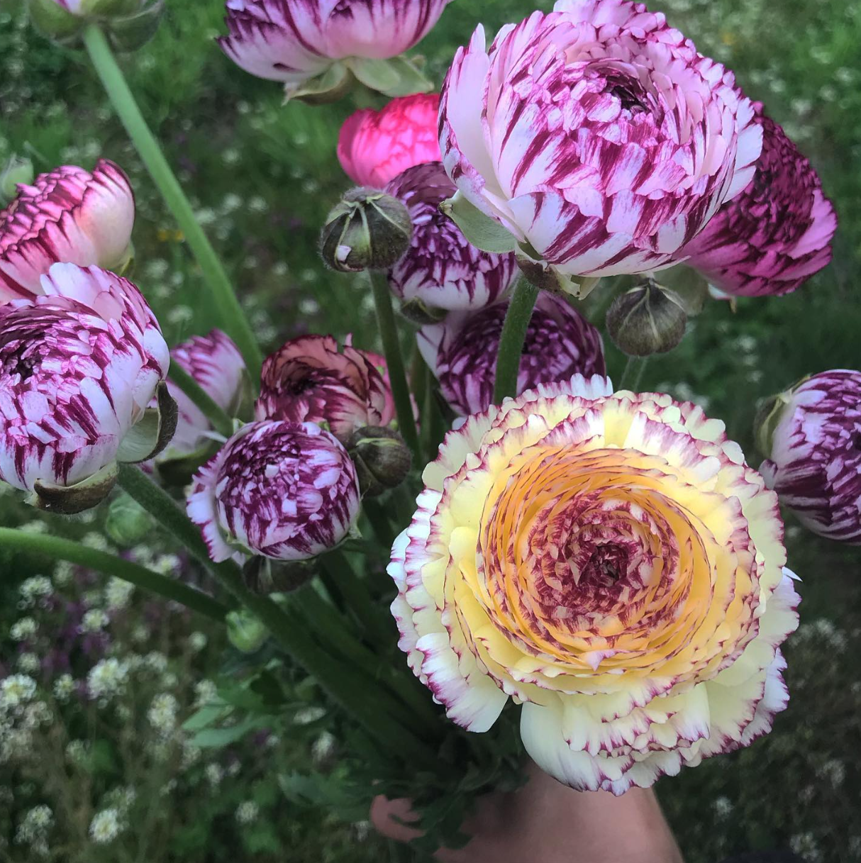  Vibrant and textured ranunculus ready to be cut 