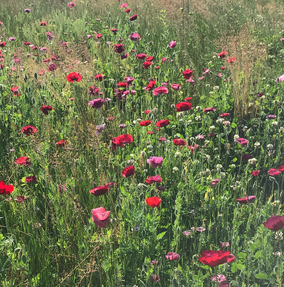  Meadow-inspired field of timeless poppies   
