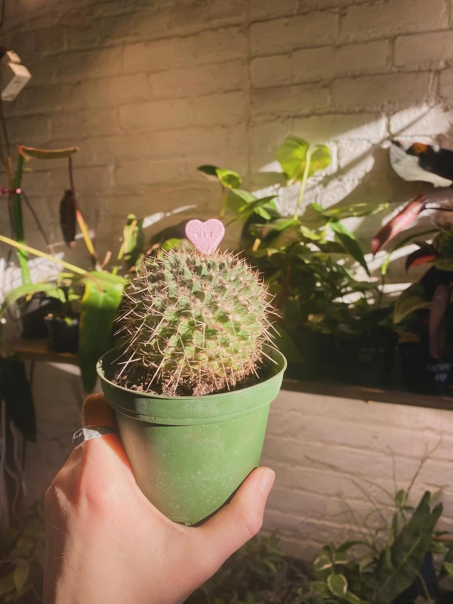 happy Valentine&rsquo;s Day 💘 we love you. If you find a candy heart in a flower just know we had a good time.