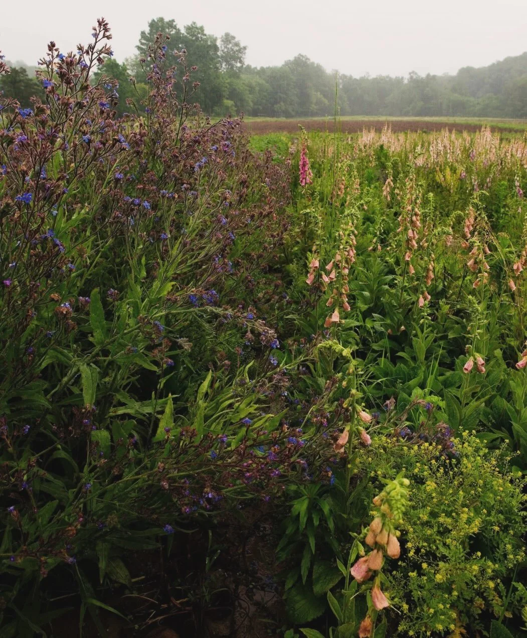 Gearing up (and tearing up with joy 🥲) for an abundance of local flowers 💗 The first of our Farmer Friend series is on the blog and features @treadlightfarm 🫶 Click the link in our bio to learn more about Irene, Matt and their farm in Kerhonkson!