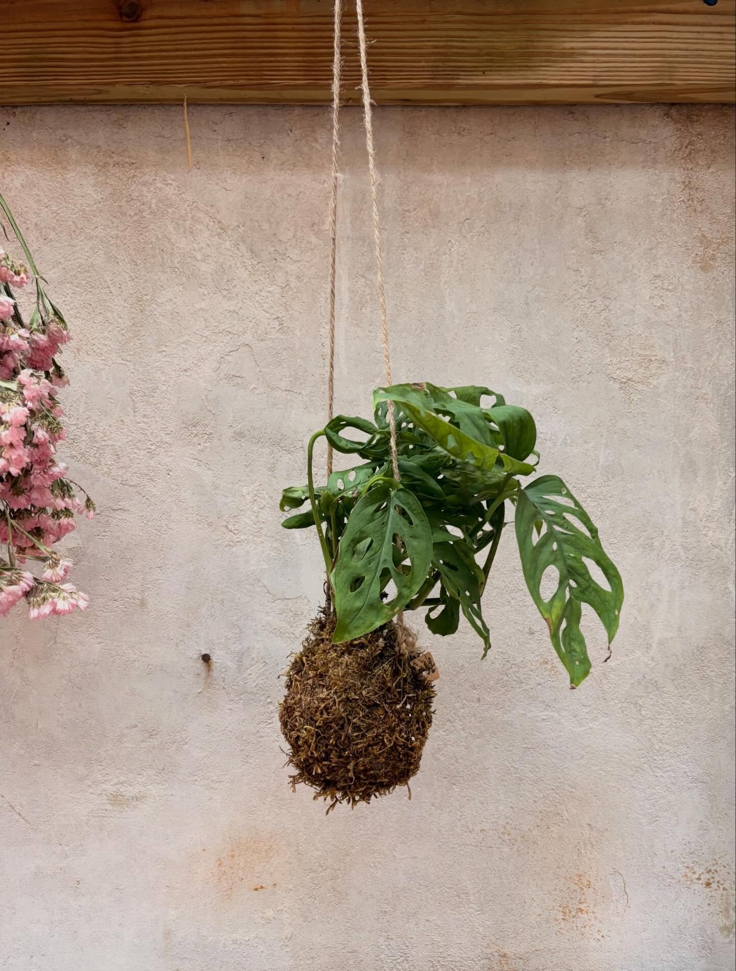 New springy thingies springing up in store! Incredible sculptures by @blackthorneforge, spunky pottery by @splishsplash.ceramics and kokedamas by Emily hehe 😇!