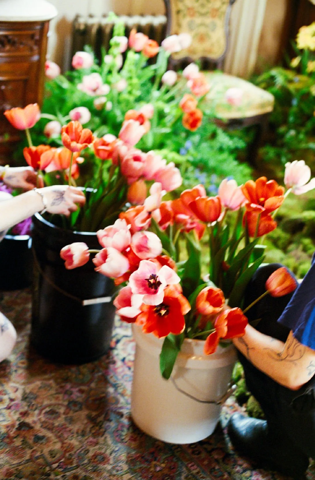  Big buckets filled with natural , dreamy tulips  