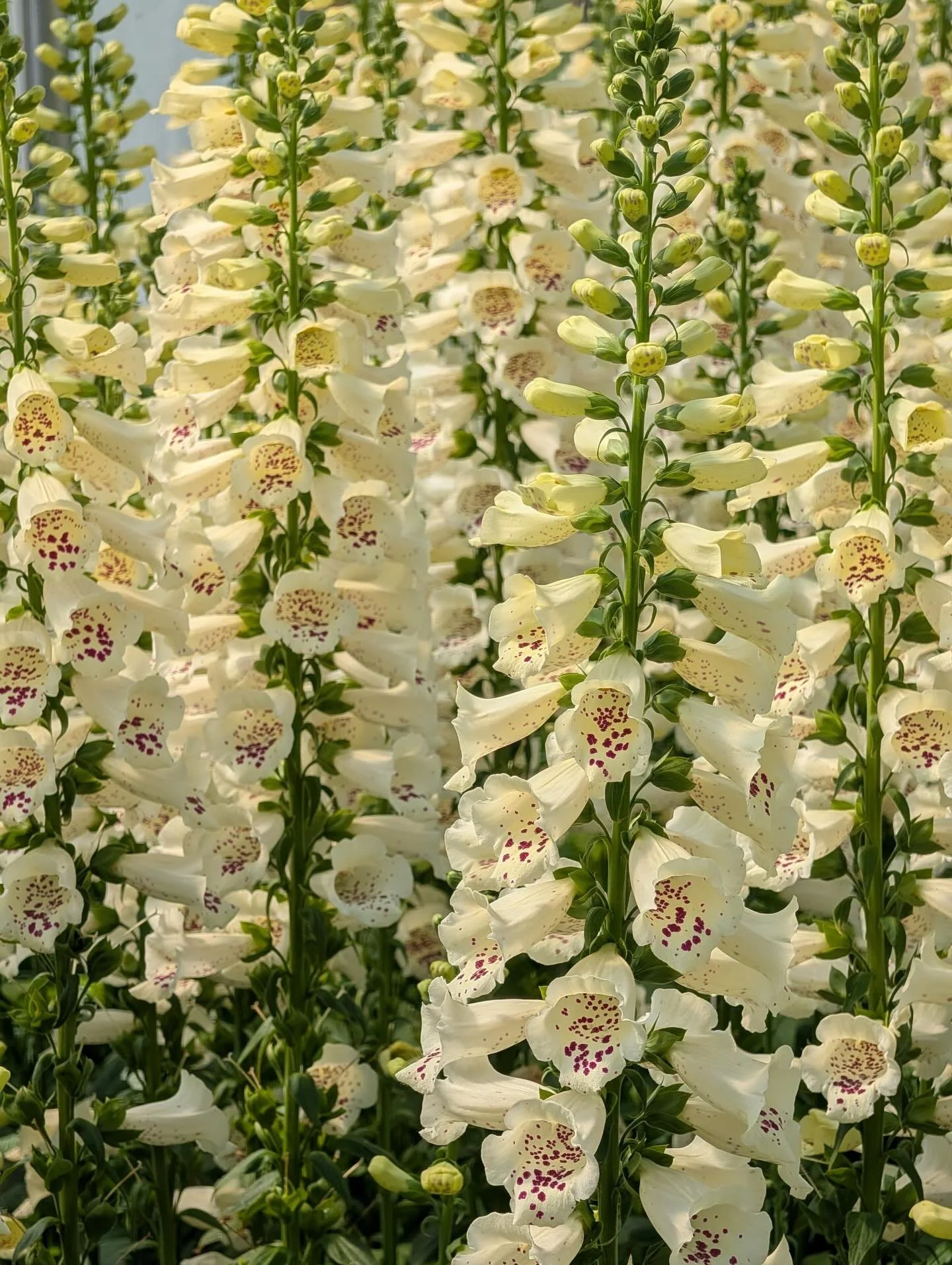 Visited our friends @titusville.flowers &amp; @titusville.farm , secured blooms for the week and got a dose of cuddles from The King Cat Sarge ❤️&zwj;🔥. Bottling the smell of these Chantilly Salmon Snapdragons immediately.