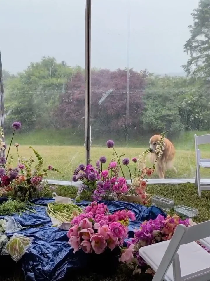 what the Flora team sees on a wedding day 🧚 sweet puppies trying to help us make their family's ceremony arch magical, happy bees, a cute team working hard, a colorfully loaded van, a toad friend walking by, seeing it all come together