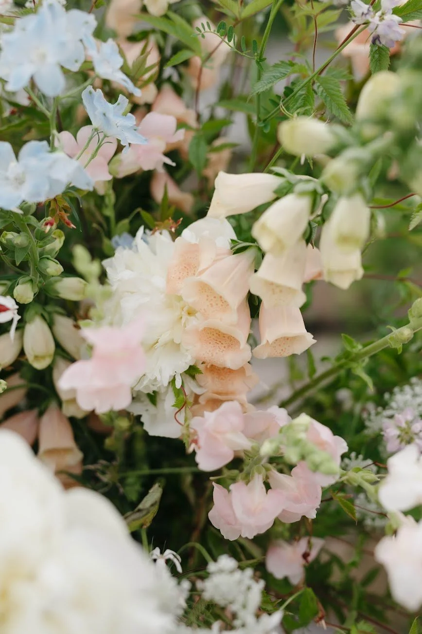  Charming soft pink pastel bells of the dazzling foxgloves  