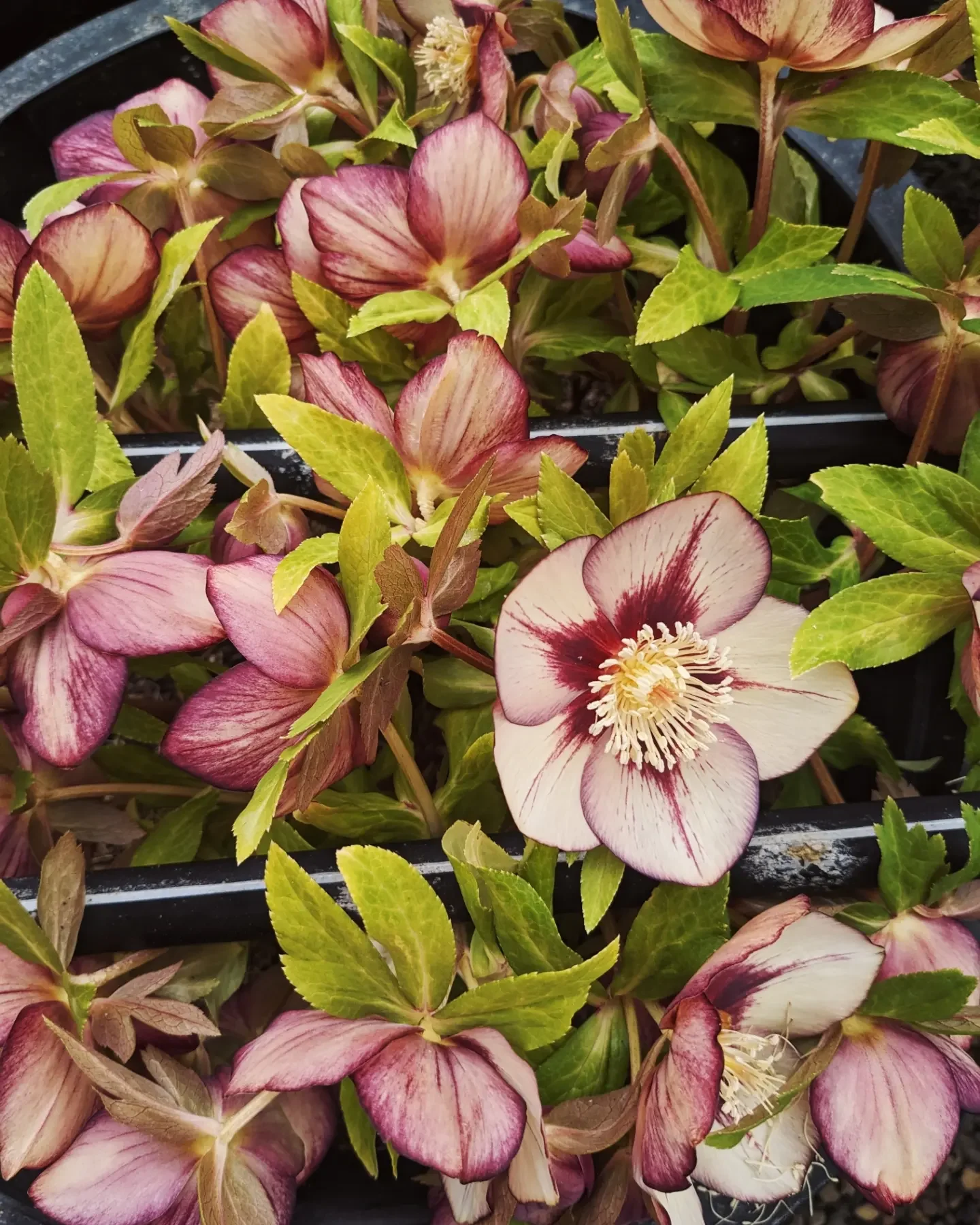 Collection of bold pink hellebore and bright green foliage 