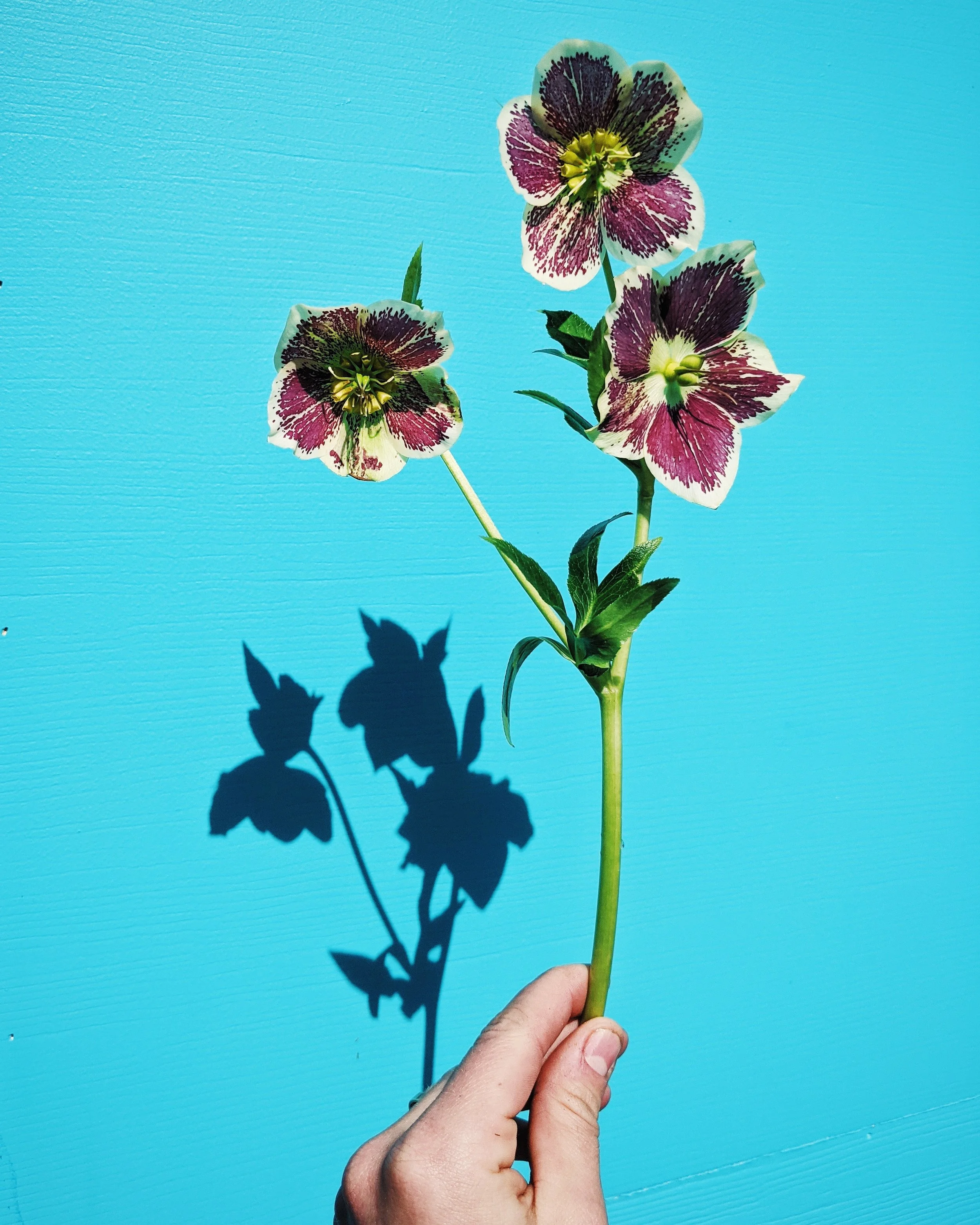  Charming stem with delicate purple and white petals  