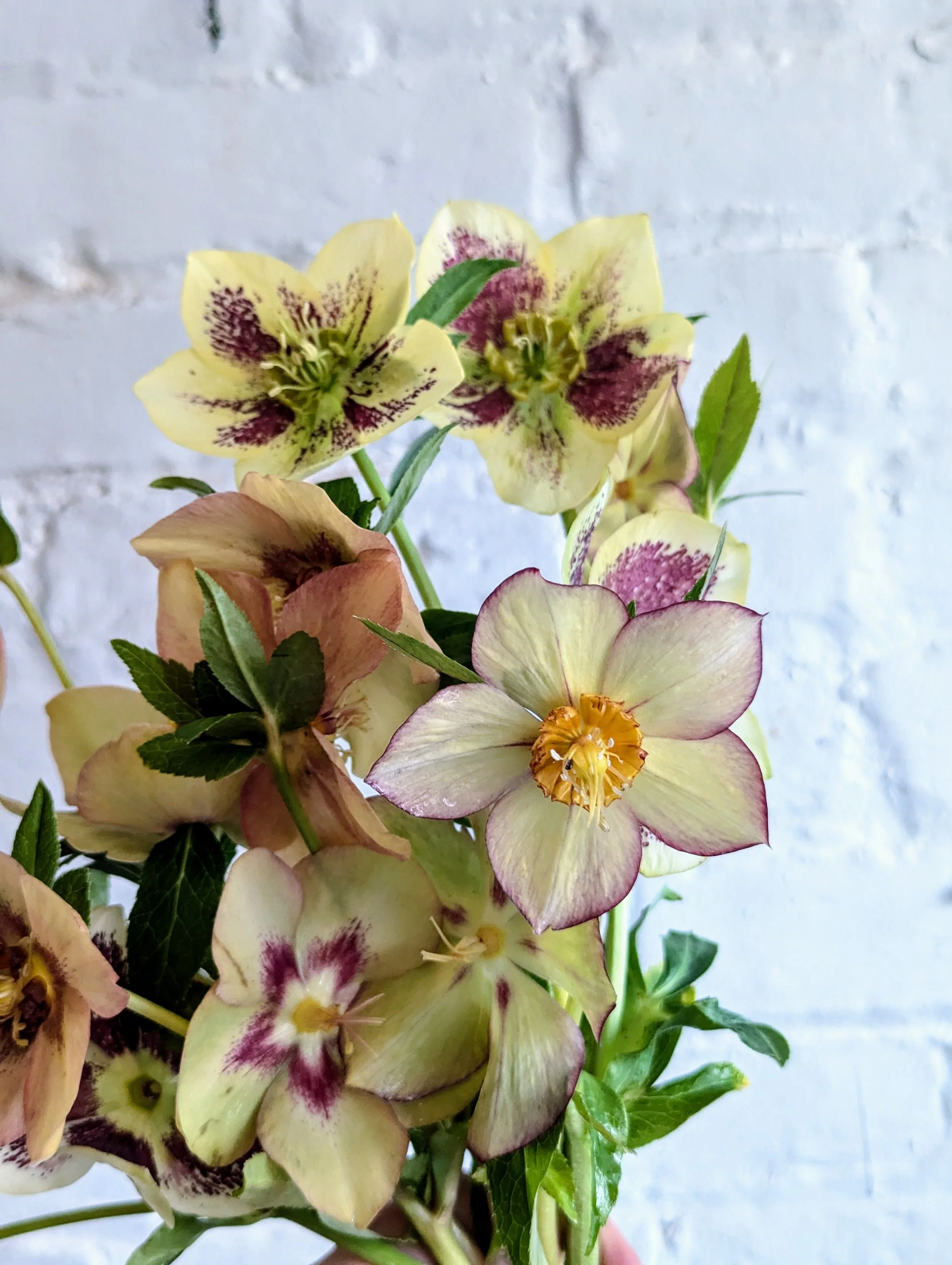  Vibrant bunch of yellow, purple, pink and white hellebores 