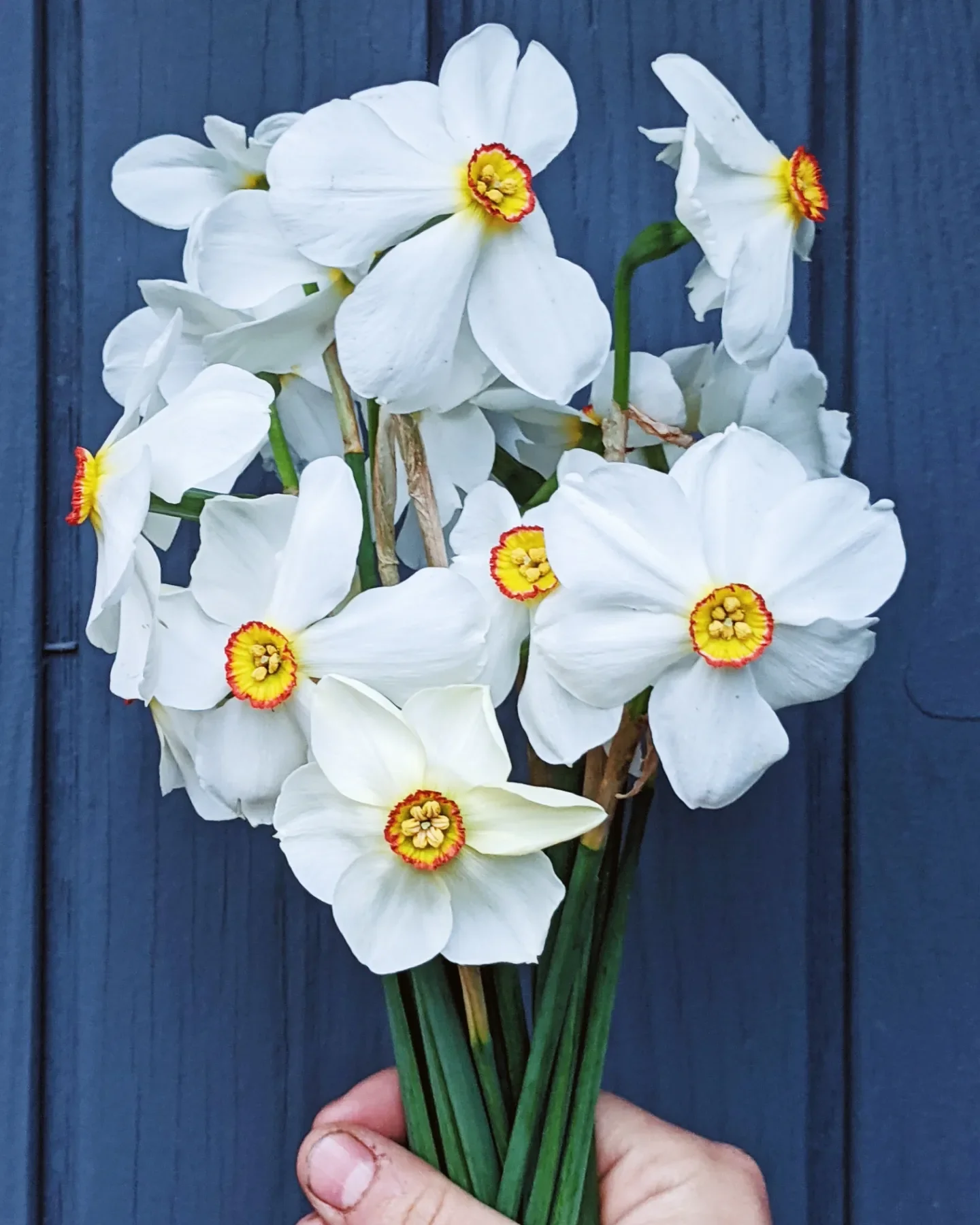  handheld bunch of timeless white flowers against blue wall 