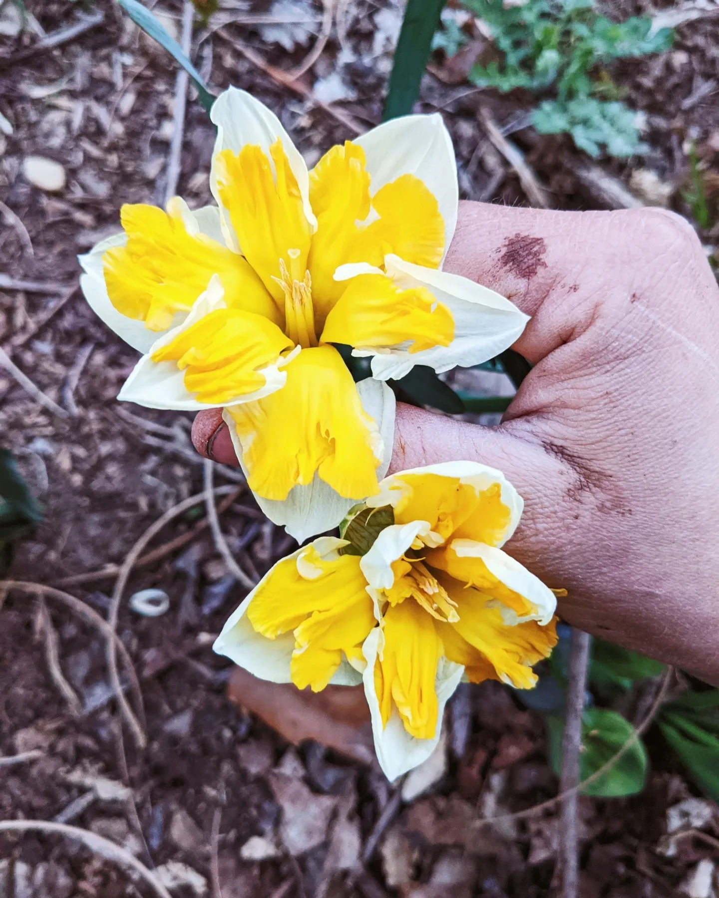  Striking multicolored spring florals growing out of the ground   