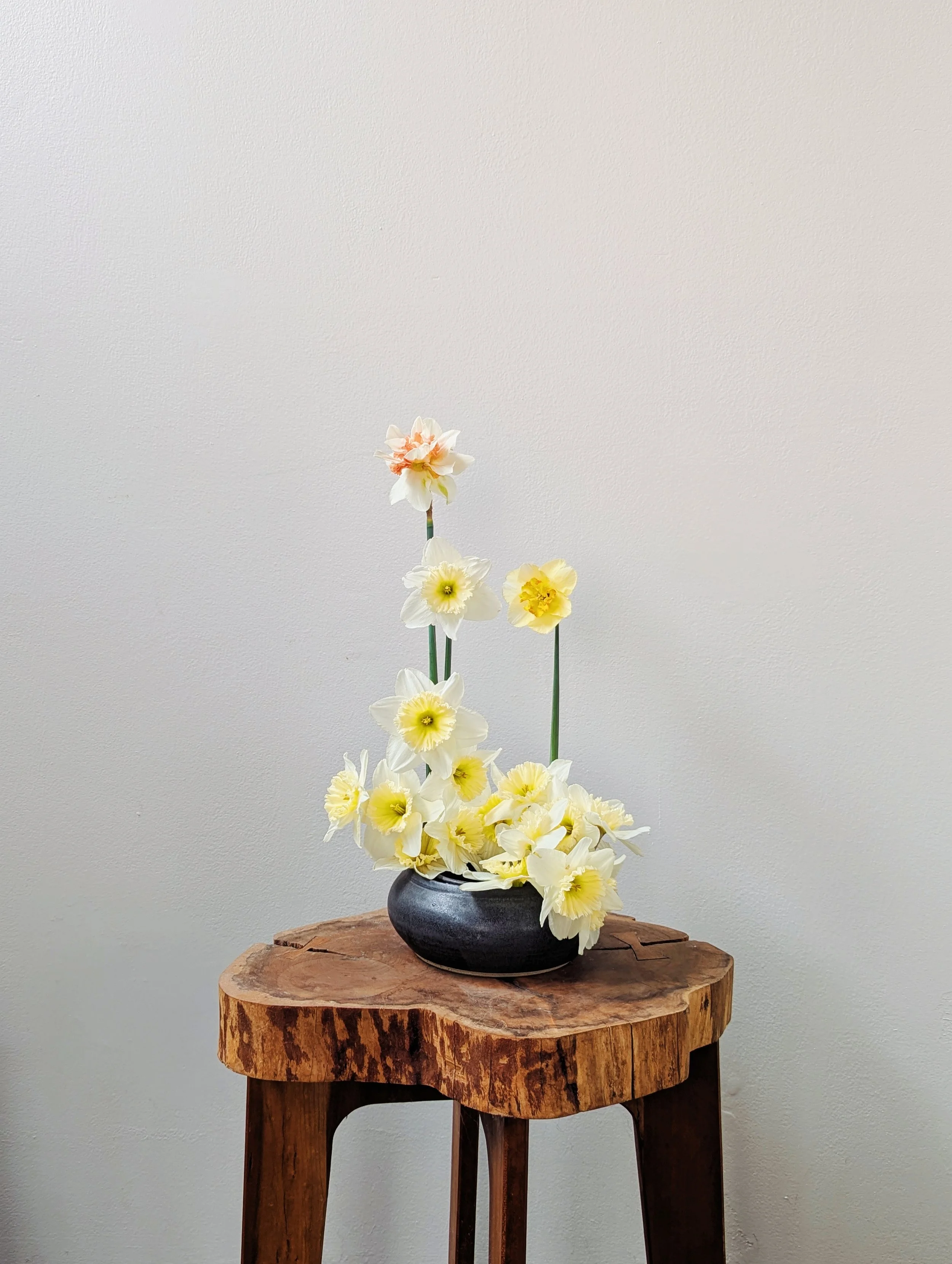  Sculptural daffodils placed in contemporary composition on natural wood stool     