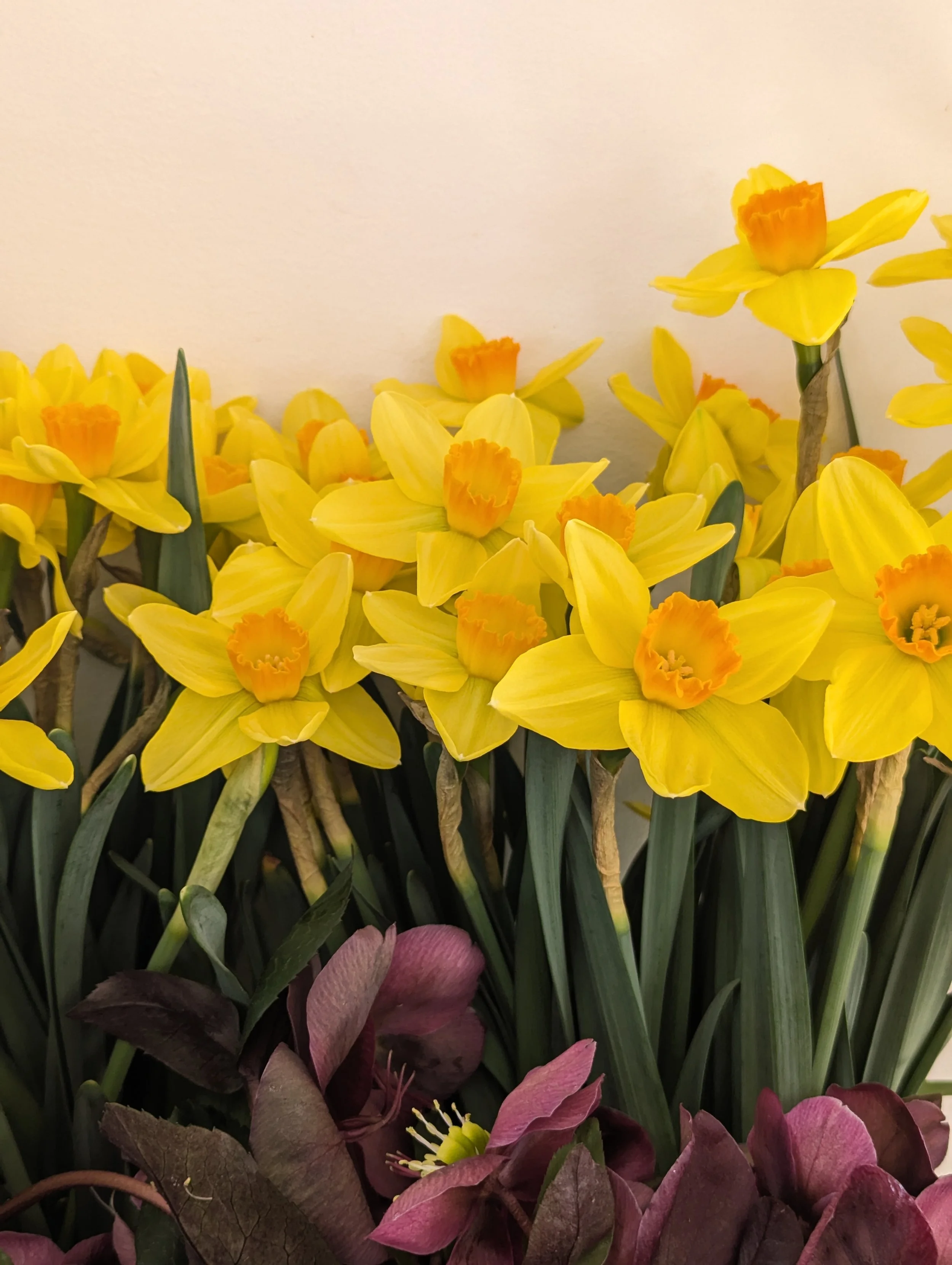  Collection of vivid yellow blooms lined up against wall 