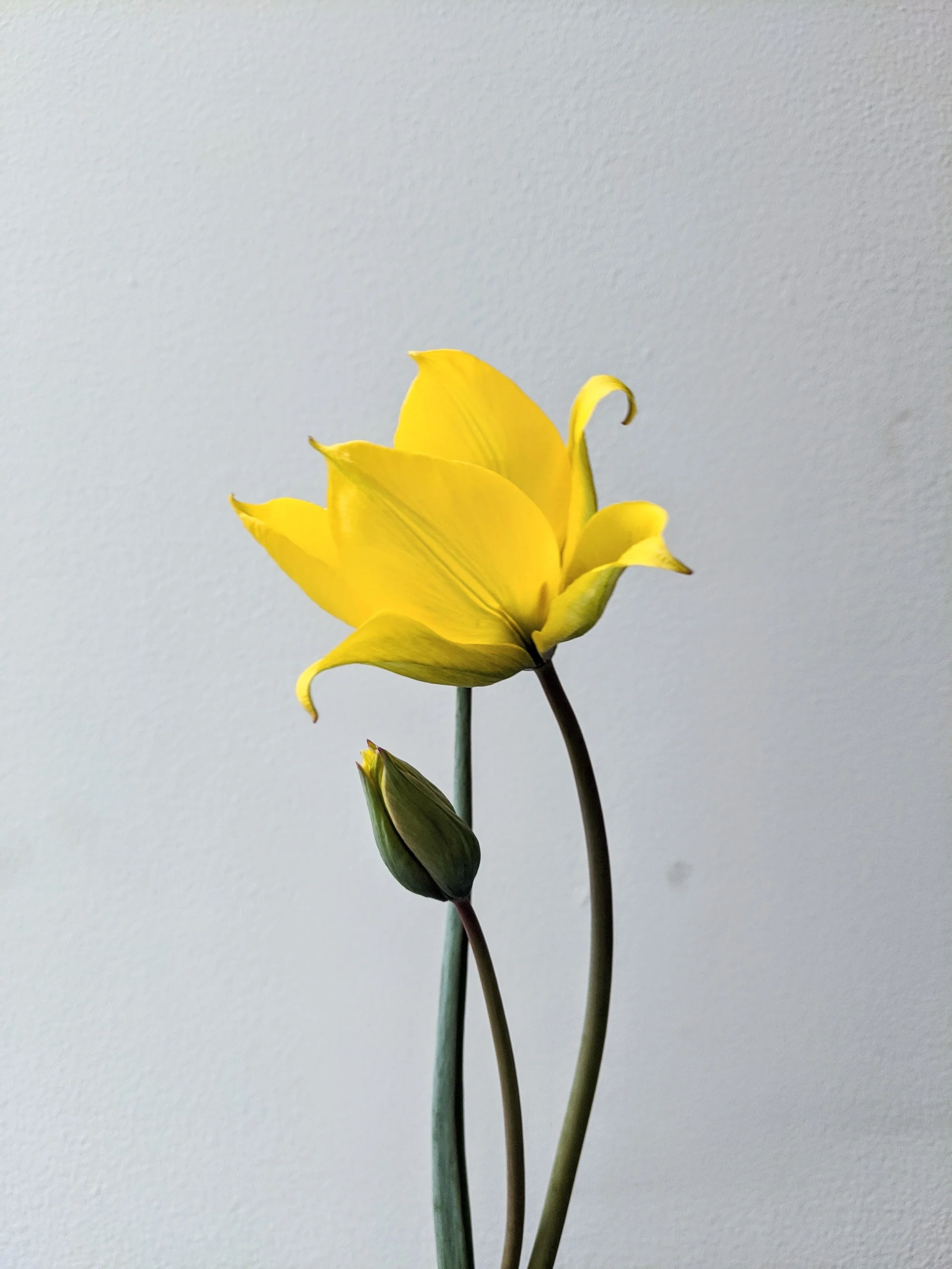  dramatic yellow tulip in full blossom next to petite closed bud 