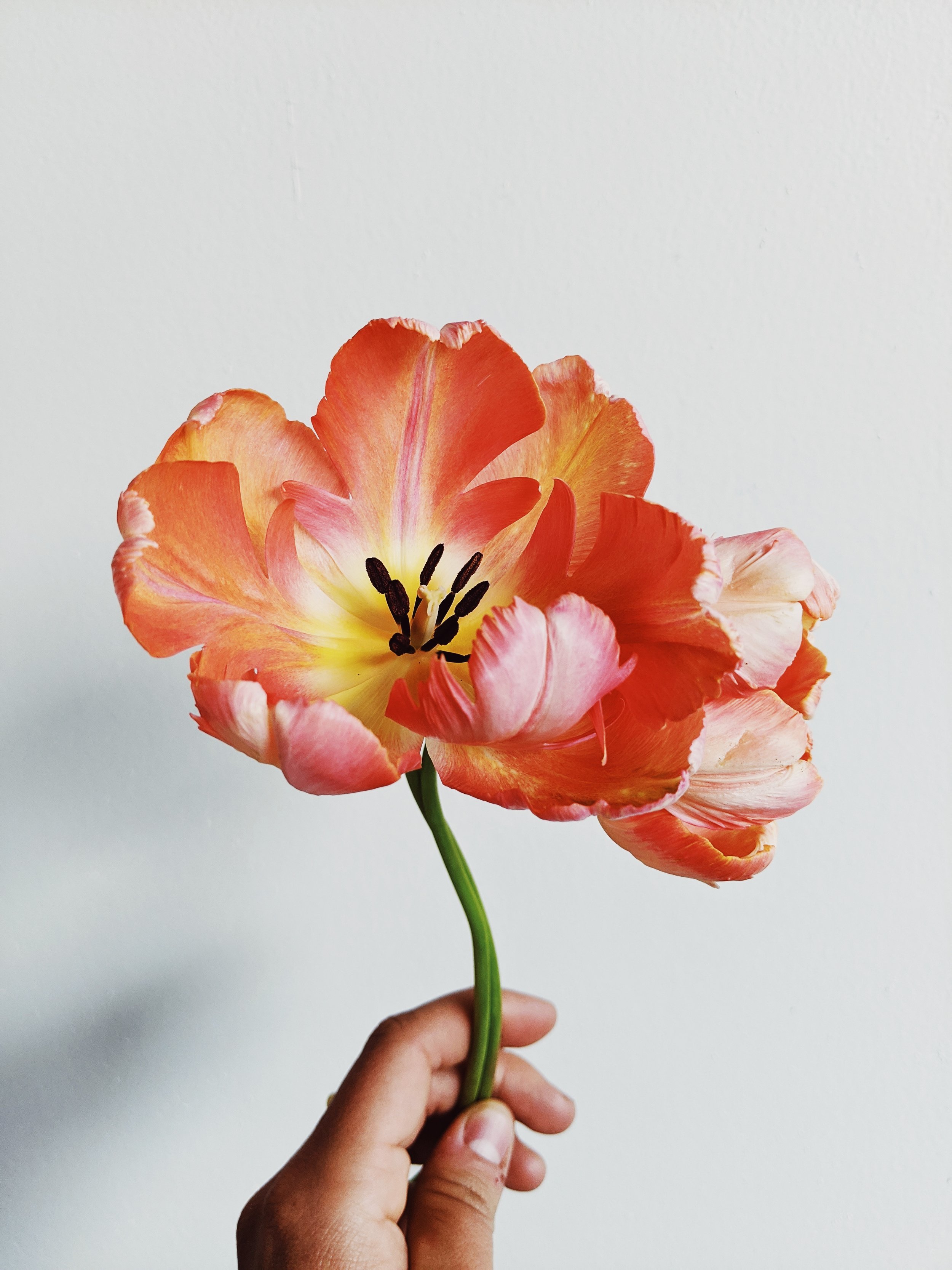  Striking, bold orange and pink fully bloomed with delicate, fringed petals 