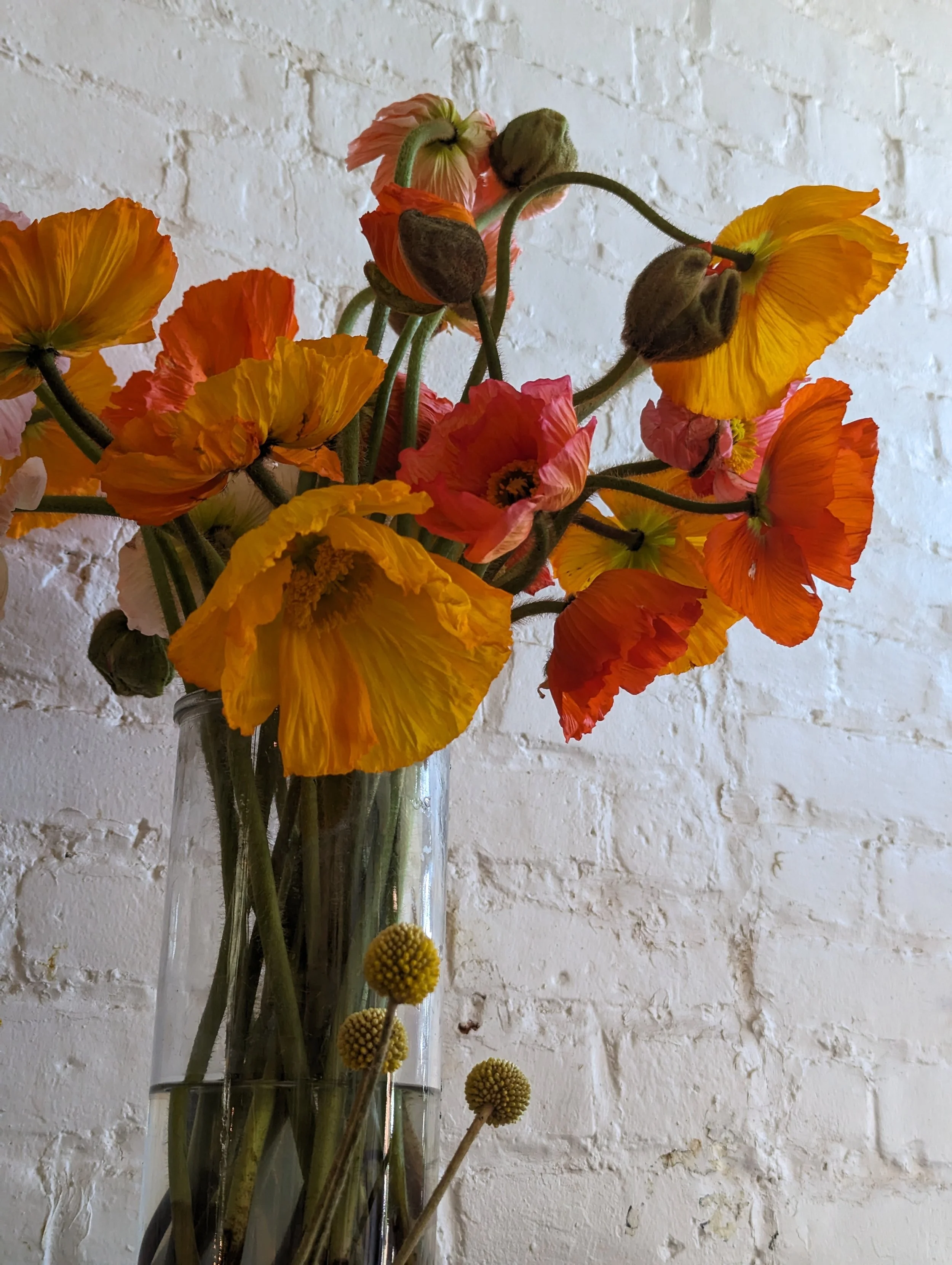  Playful orange and red poppies dancing in vase 