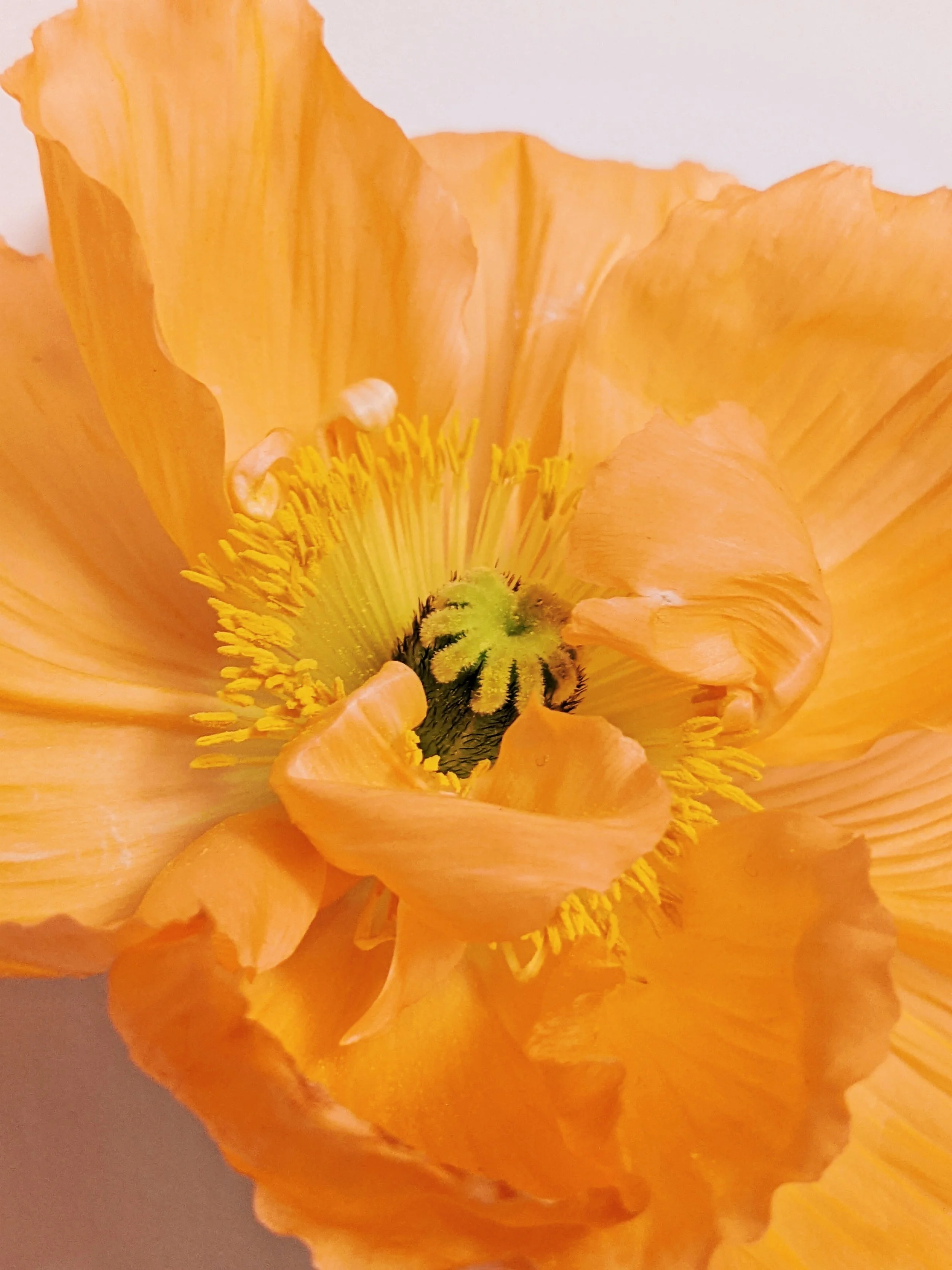  Close up of bright orange poppy with delicate, tissue-like petals   